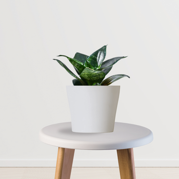 Sansevieria Hahnii mini snake plant